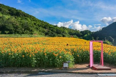 無料壁紙 どこでもドアとヒマワリ。PCとデスクトップ壁紙に最適な4K高画質の無料壁紙。三重県志摩市の志摩市観光農園で撮影したフリー写真素材