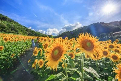 無料壁紙 煌めくヒマワリ。PCとデスクトップ壁紙に最適な4K高画質の無料壁紙。三重県志摩市の志摩市観光農園で撮影したフリー写真素材