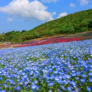 無料壁紙 ネモフィラ畑と芝桜の共演。PCとデスクトップ壁紙に最適な4K高画質の無料壁紙。三重県志摩市の志摩市観光農園で撮影したフリー写真素材