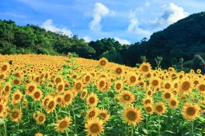 無料壁紙 ひまわりと夏雲。PCとデスクトップ壁紙に最適な4K高画質の無料壁紙。三重県志摩市の志摩市観光農園で撮影したフリー写真素材