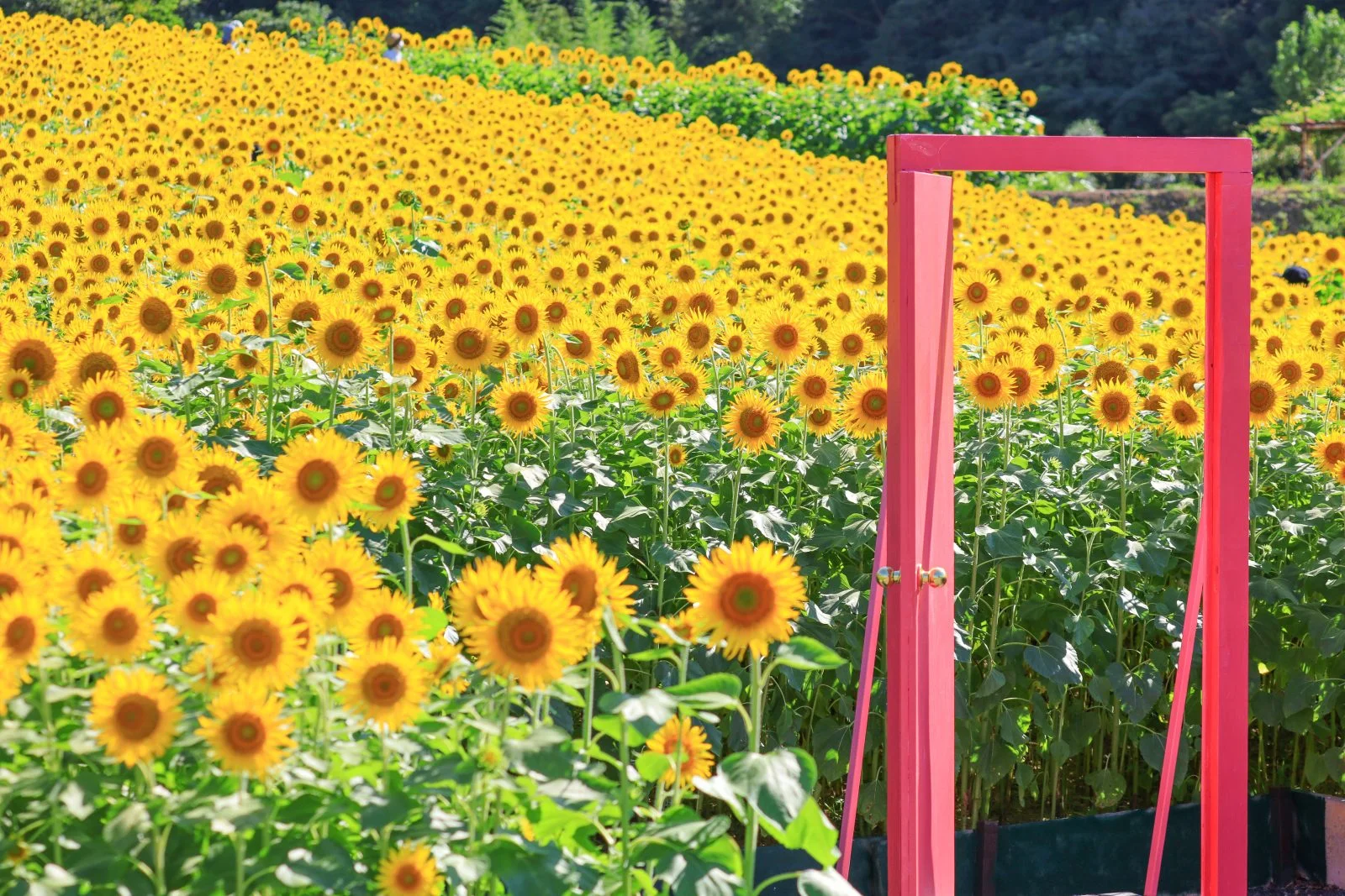 無料壁紙 ひまわりに囲まれるどこでもドア。PCとデスクトップ壁紙に最適な4K高画質の無料壁紙。三重県志摩市の志摩市観光農園で撮影したフリー写真素材