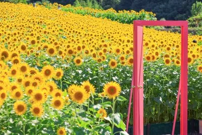 無料壁紙 ひまわりに囲まれるどこでもドア。PCとデスクトップ壁紙に最適な4K高画質の無料壁紙。三重県志摩市の志摩市観光農園で撮影したフリー写真素材