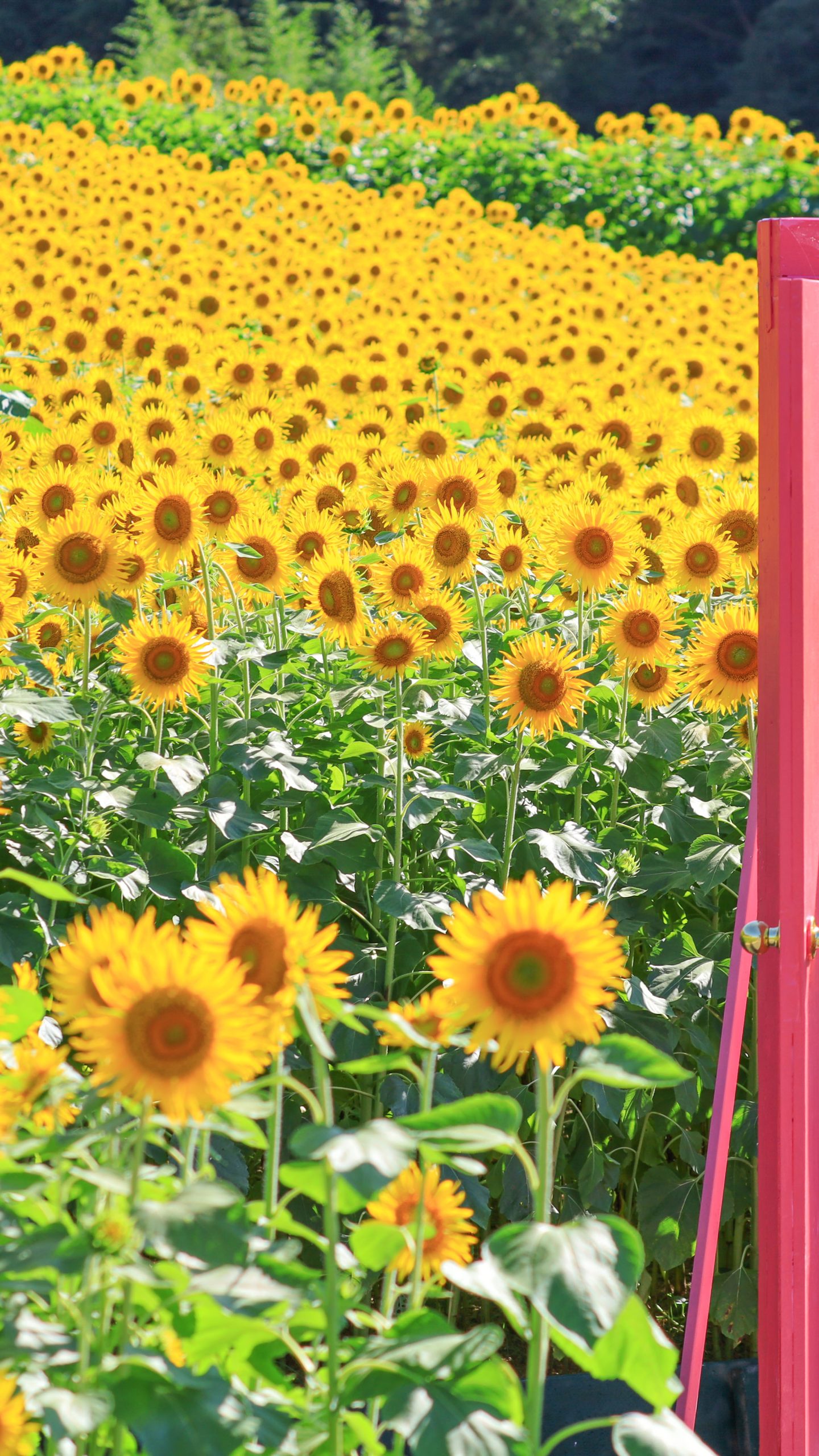 ひまわりに囲まれるどこでもドア(三重県志摩市・志摩市観光農園)