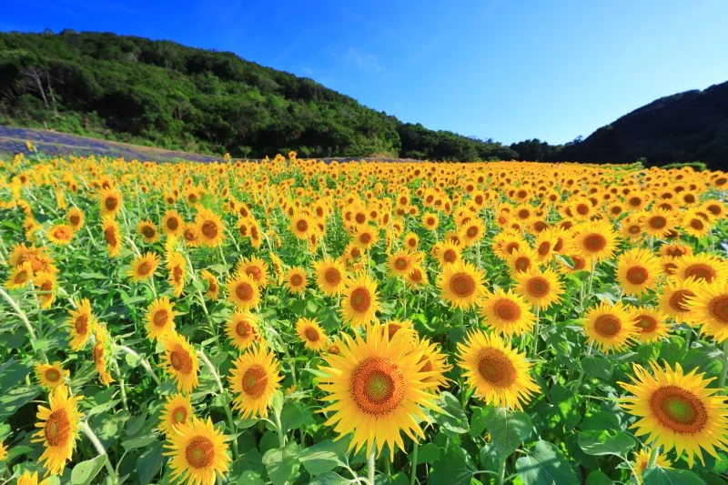 無料壁紙 ひまわり４８。PCとデスクトップ壁紙に最適な4K高画質の無料壁紙。三重県志摩市の志摩市観光農園で撮影したフリー写真素材