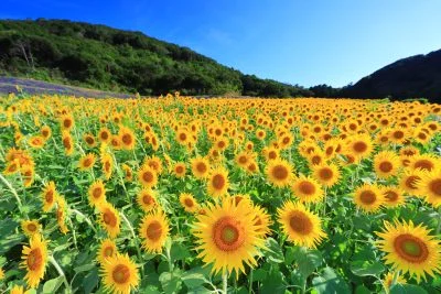 無料壁紙 ひまわり４８。PCとデスクトップ壁紙に最適な4K高画質の無料壁紙。三重県志摩市の志摩市観光農園で撮影したフリー写真素材