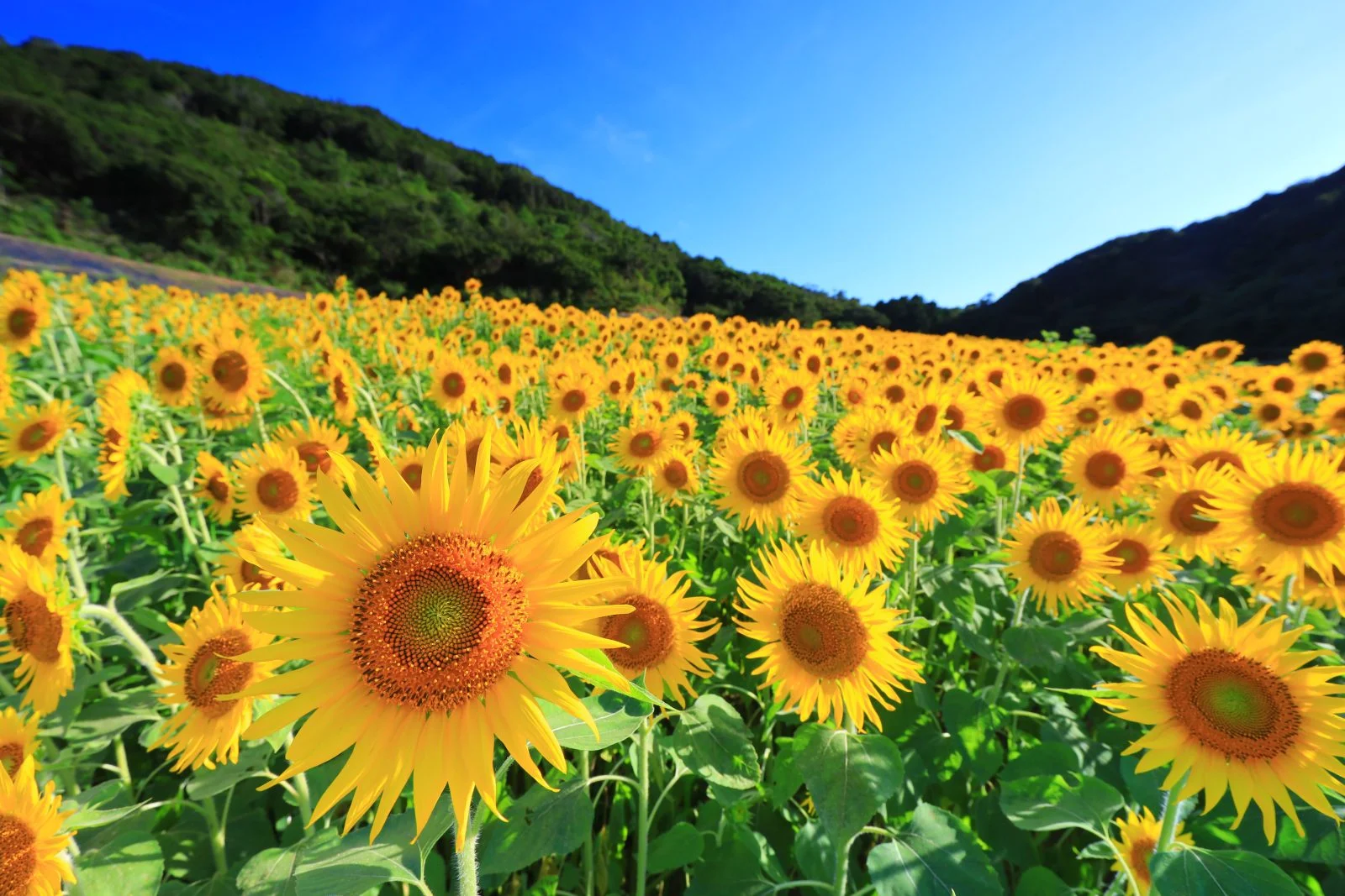 無料壁紙 主張の激しい１輪のひまわり。PCとデスクトップ壁紙に最適な4K高画質の無料壁紙。三重県志摩市の志摩市観光農園で撮影したフリー写真素材