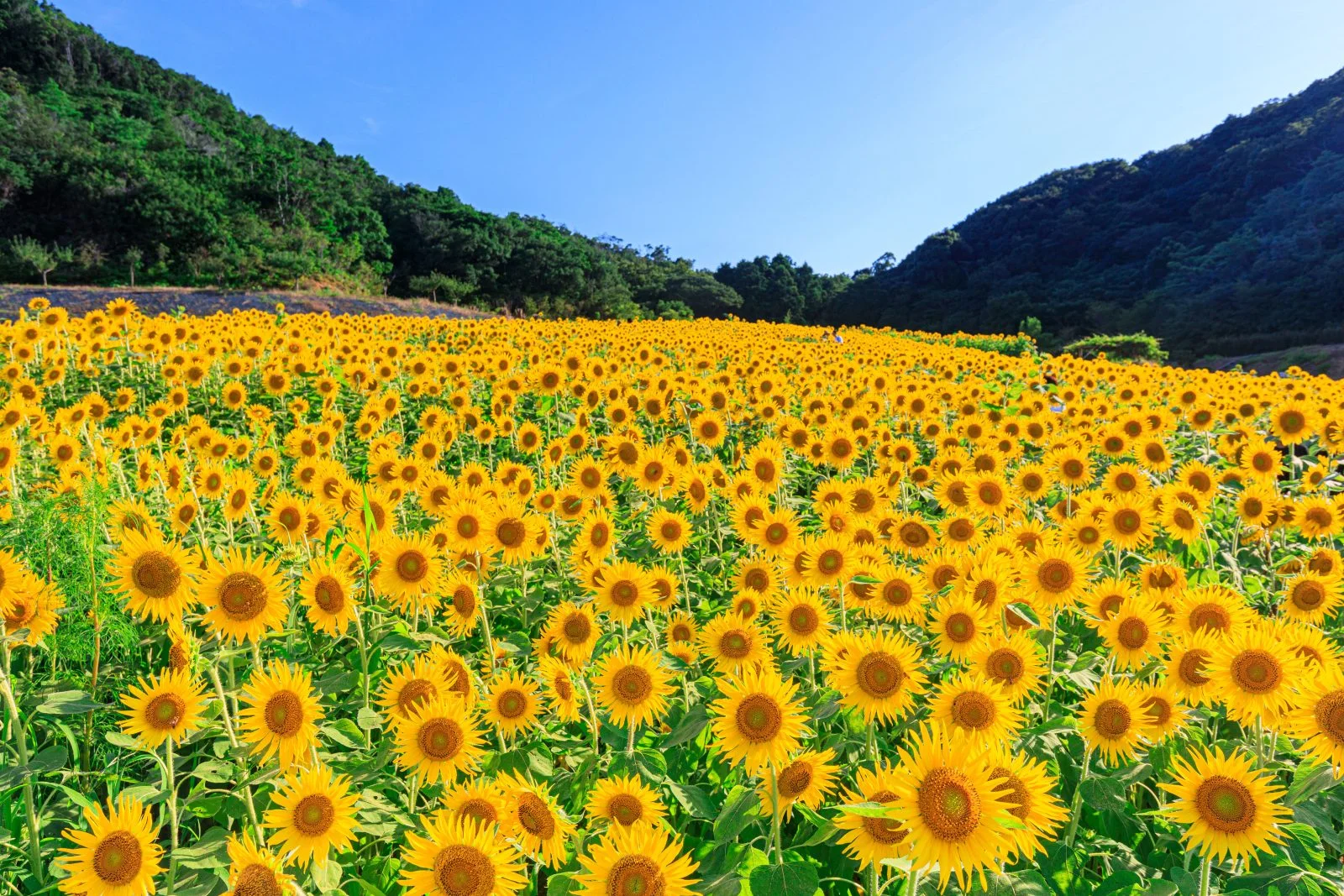 無料壁紙 １つだけ横向いてる。PCとデスクトップ壁紙に最適な4K高画質の無料壁紙。三重県志摩市の志摩市観光農園で撮影したフリー写真素材