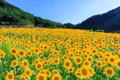 無料壁紙 １つだけ横向いてる。PCとデスクトップ壁紙に最適な4K高画質の無料壁紙。三重県志摩市の志摩市観光農園で撮影したフリー写真素材