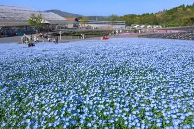 無料壁紙 志摩ブルーのネモフィラ。PCとデスクトップ壁紙に最適な4K高画質の無料壁紙。三重県志摩市の志摩市観光農園で撮影したフリー写真素材