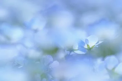 無料壁紙 ネモフィラブルーの世界。PCとデスクトップ壁紙に最適な4K高画質の無料壁紙。三重県志摩市の志摩市観光農園で撮影したフリー写真素材