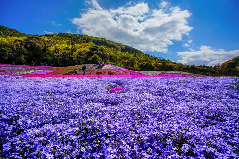無料壁紙 彩り豊かな芝桜。PCとデスクトップ壁紙に最適な4K高画質の無料壁紙。三重県志摩市の志摩市観光農園で撮影したフリー写真素材