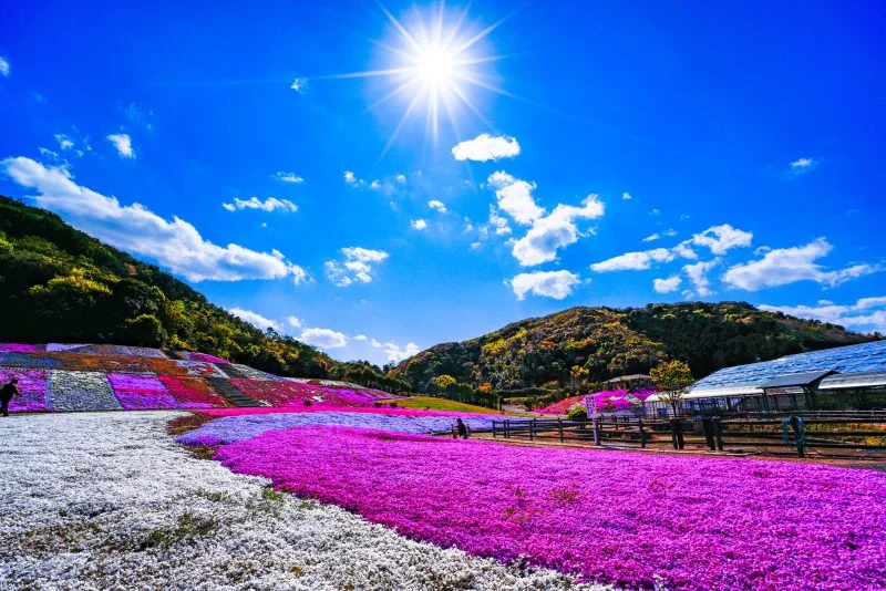 無料壁紙 太陽と芝桜。PCとデスクトップ壁紙に最適な4K高画質の無料壁紙。三重県志摩市の志摩市観光農園で撮影したフリー写真素材