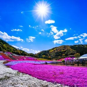 無料壁紙 太陽と芝桜。PCとデスクトップ壁紙に最適な4K高画質の無料壁紙。三重県志摩市の志摩市観光農園で撮影したフリー写真素材