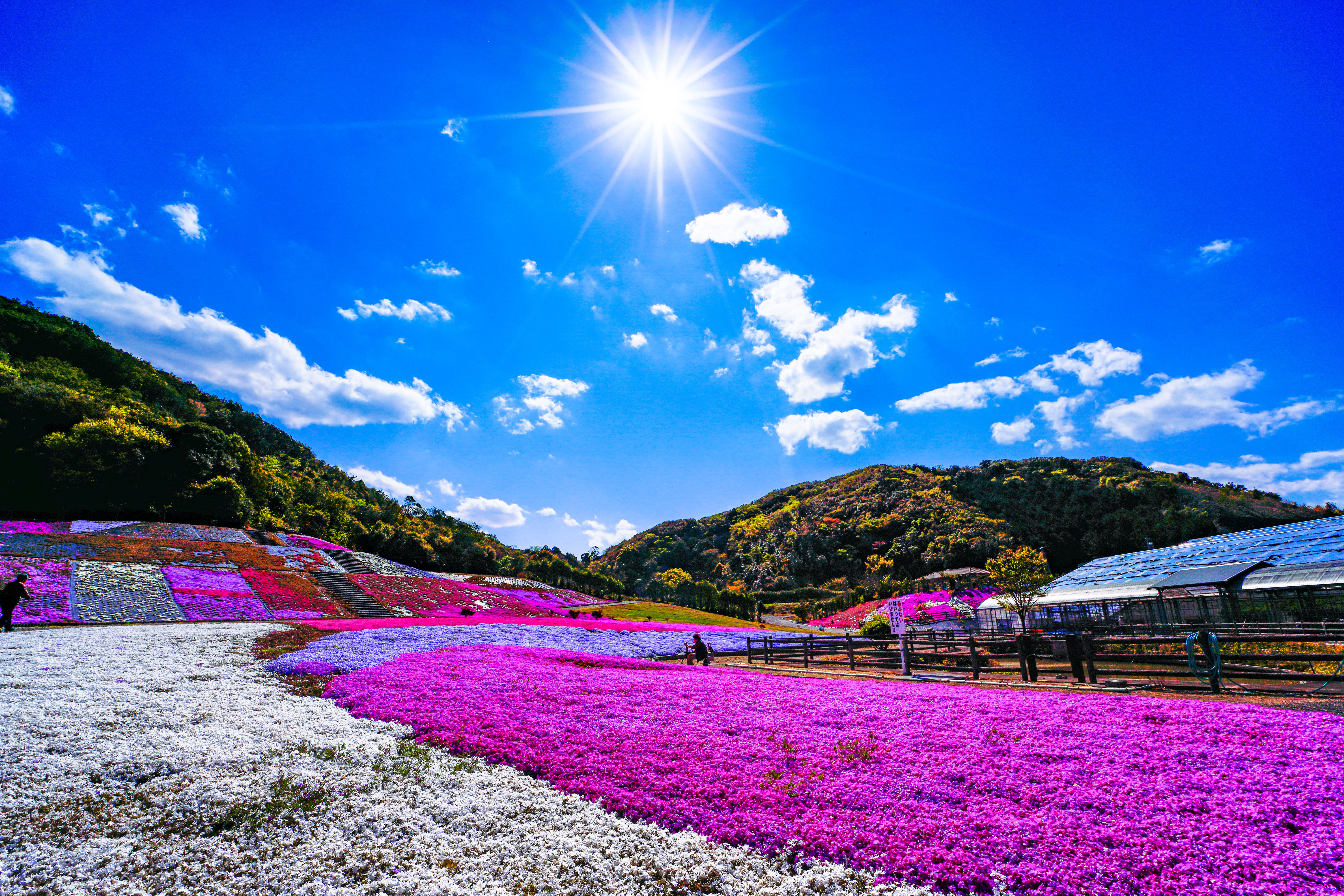 無料壁紙 太陽と芝桜。PCとデスクトップ壁紙に最適な4K高画質の無料壁紙。三重県志摩市の志摩市観光農園で撮影したフリー写真素材