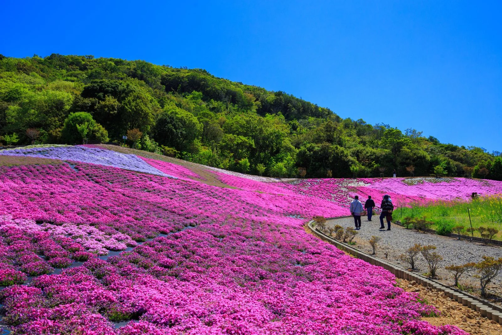 無料壁紙 芝桜ウェーブ。PCとデスクトップ壁紙に最適な4K高画質の無料壁紙。三重県志摩市の志摩市観光農園で撮影したフリー写真素材