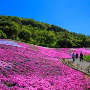 無料壁紙 芝桜ウェーブ。PCとデスクトップ壁紙に最適な4K高画質の無料壁紙。三重県志摩市の志摩市観光農園で撮影したフリー写真素材