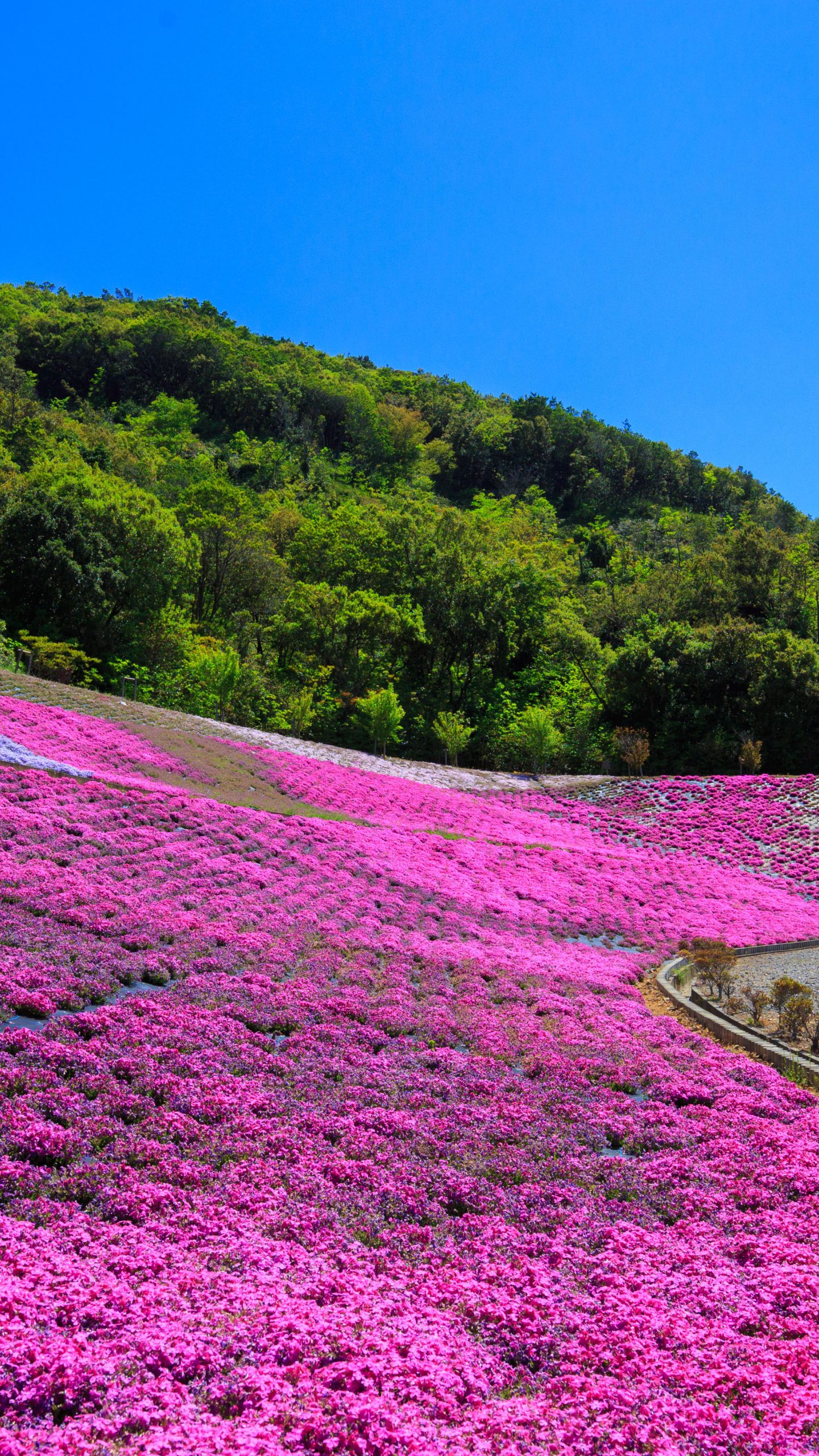 芝桜ウェーブ(三重県志摩市・志摩市観光農園)