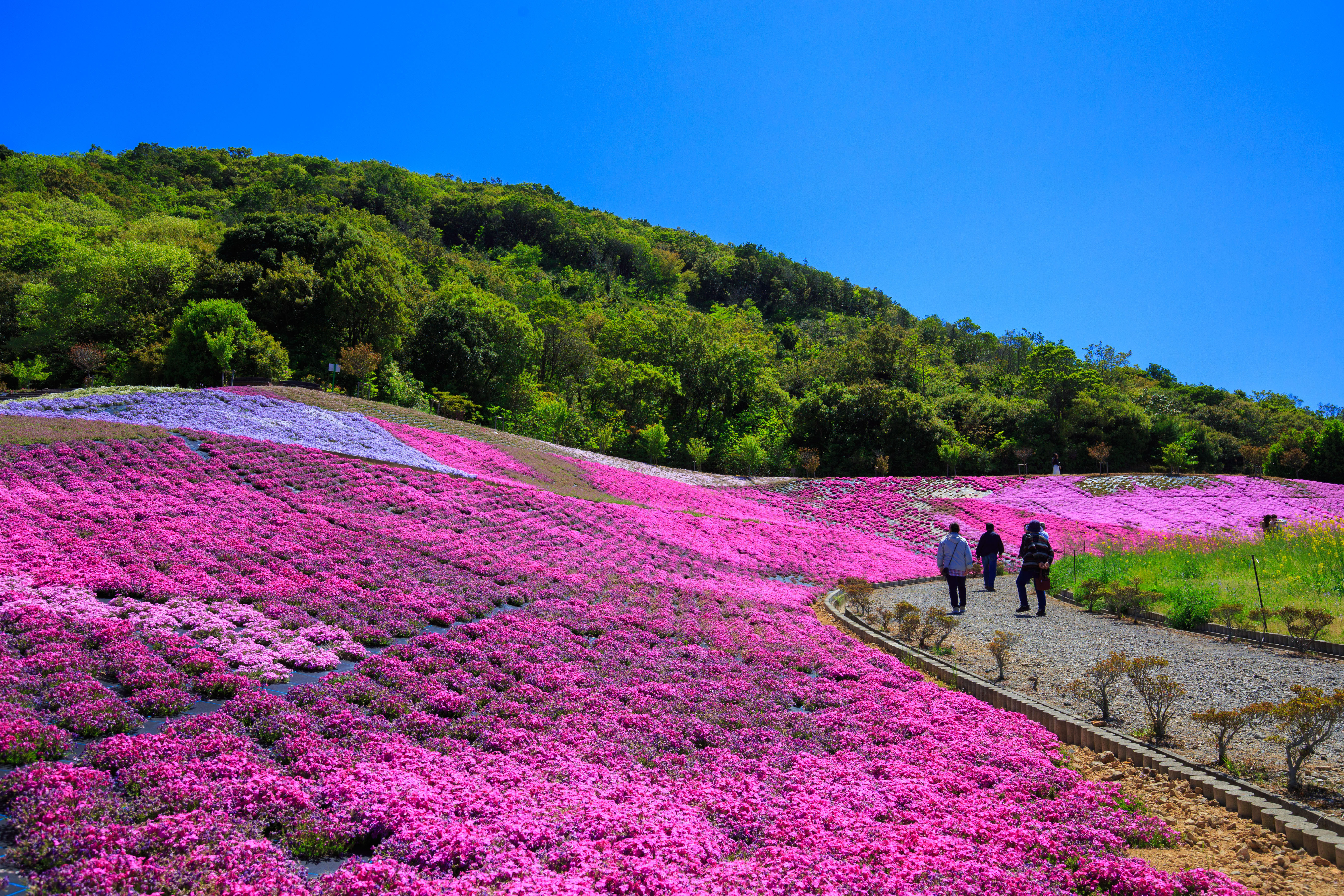 無料壁紙 芝桜ウェーブ。PCとデスクトップ壁紙に最適な4K高画質の無料壁紙。三重県志摩市の志摩市観光農園で撮影したフリー写真素材