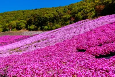 無料壁紙 美しい芝桜。PCとデスクトップ壁紙に最適な4K高画質の無料壁紙。三重県志摩市の志摩市観光農園で撮影したフリー写真素材