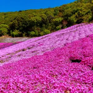 無料壁紙 美しい芝桜。PCとデスクトップ壁紙に最適な4K高画質の無料壁紙。三重県志摩市の志摩市観光農園で撮影したフリー写真素材