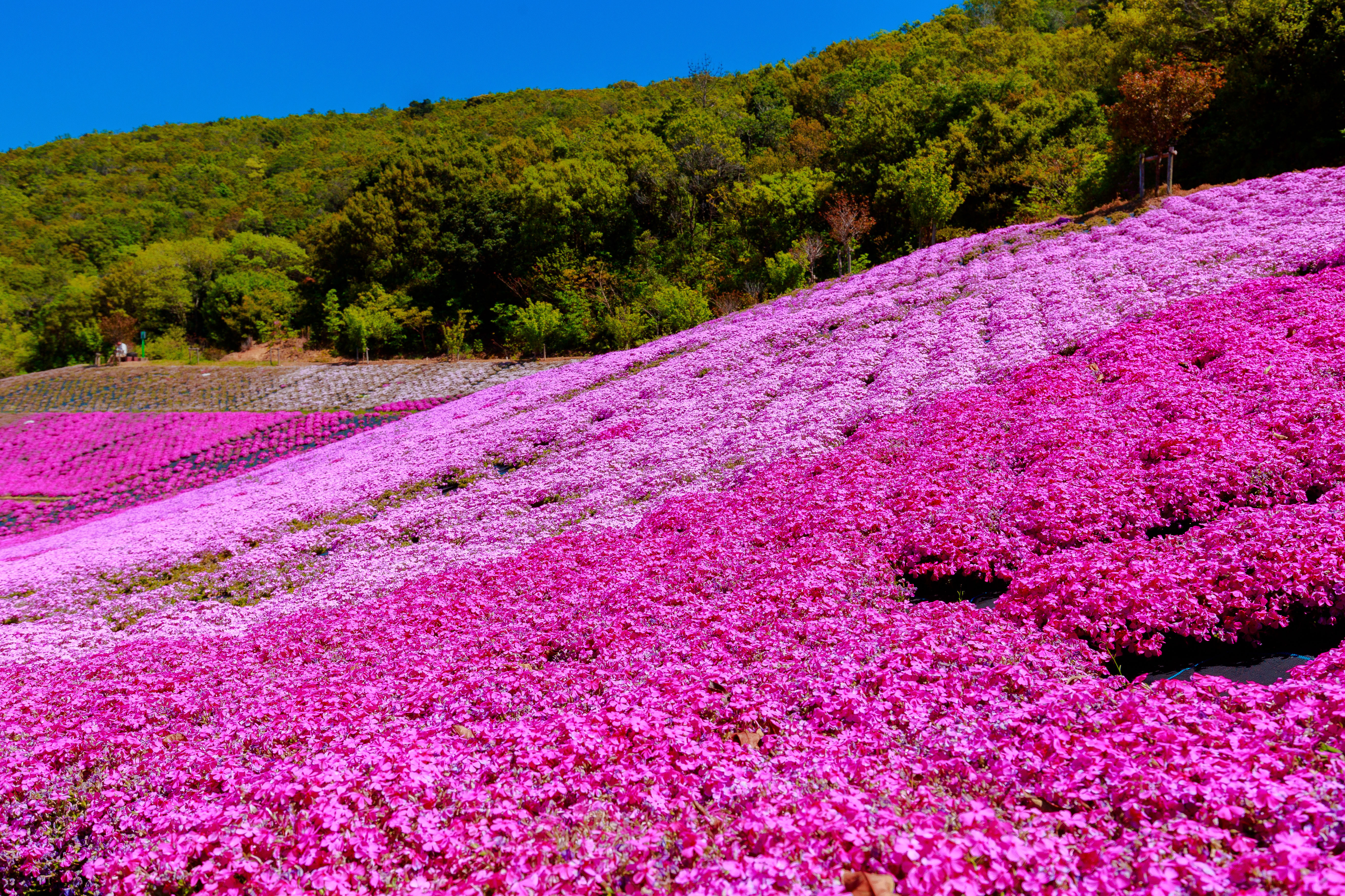 無料壁紙 美しい芝桜。PCとデスクトップ壁紙に最適な4K高画質の無料壁紙。三重県志摩市の志摩市観光農園で撮影したフリー写真素材