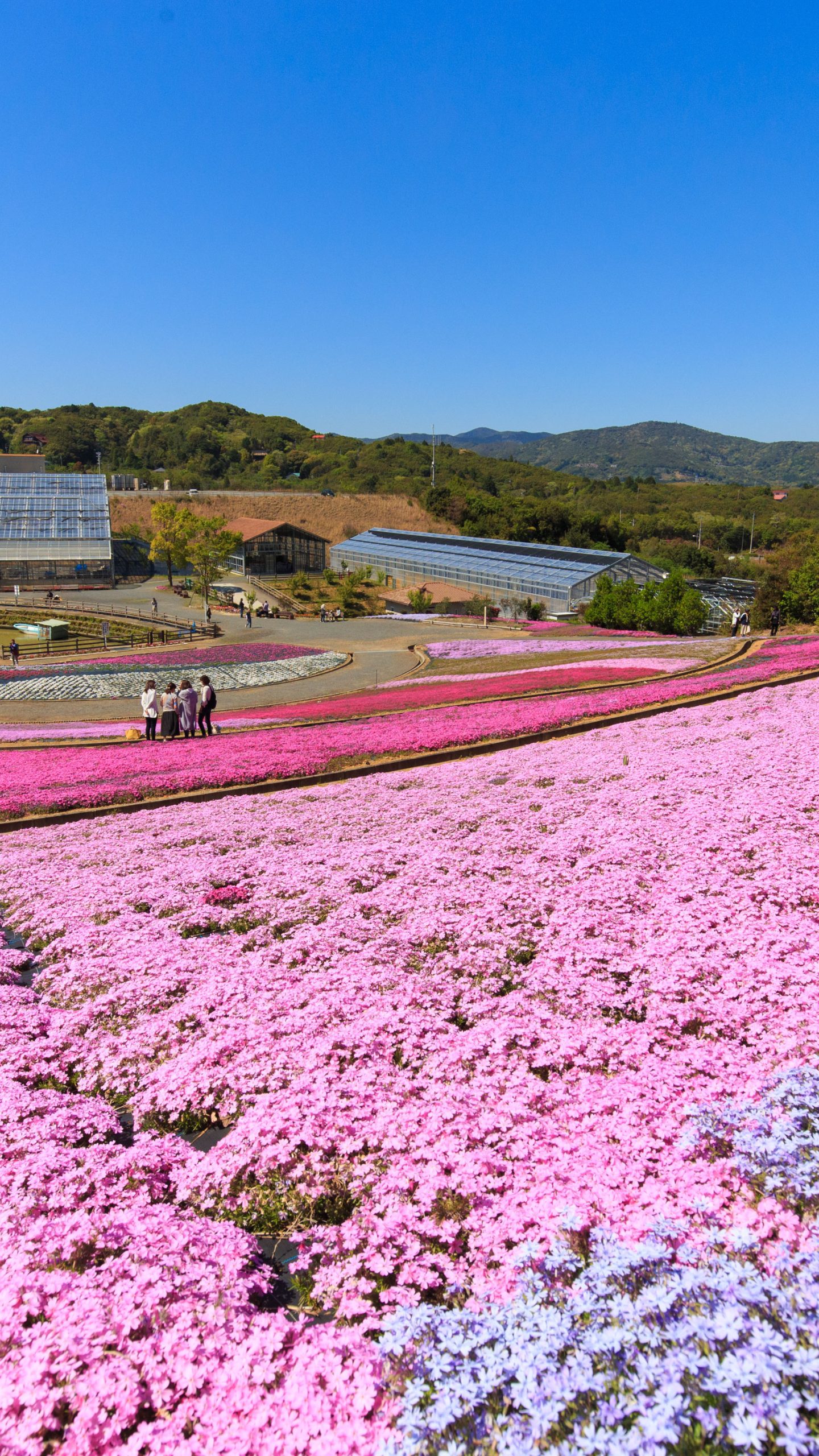 3色の芝桜(三重県志摩市・志摩市観光農園)