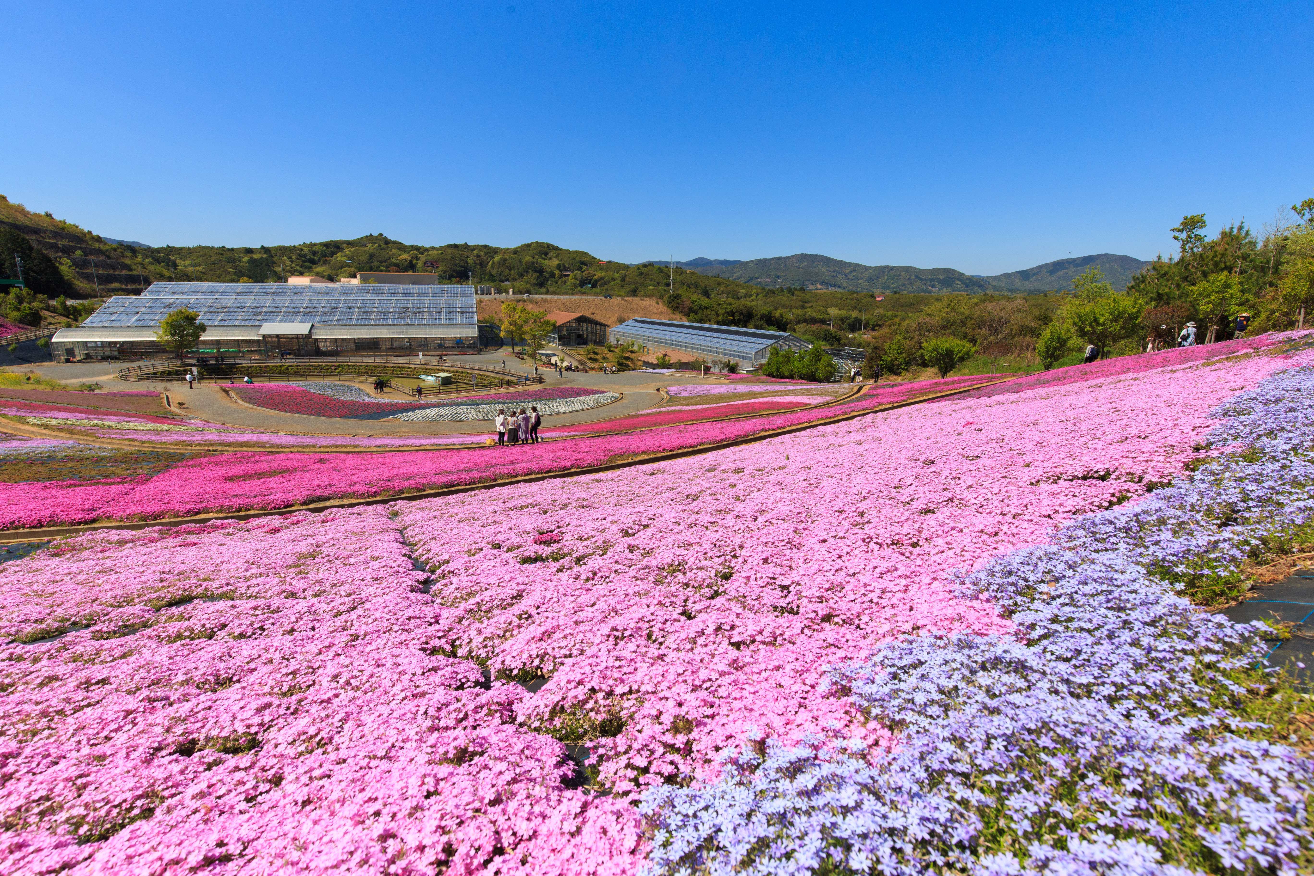 無料壁紙 3色の芝桜。PCとデスクトップ壁紙に最適な4K高画質の無料壁紙。三重県志摩市の志摩市観光農園で撮影したフリー写真素材