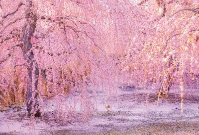 無料壁紙 枝垂れ梅の舞。PCとデスクトップ壁紙に最適な4K高画質の無料壁紙。三重県鈴鹿市の鈴鹿の森庭園で撮影したフリー写真素材