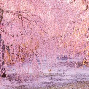 無料壁紙 枝垂れ梅の舞。PCとデスクトップ壁紙に最適な4K高画質の無料壁紙。三重県鈴鹿市の鈴鹿の森庭園で撮影したフリー写真素材