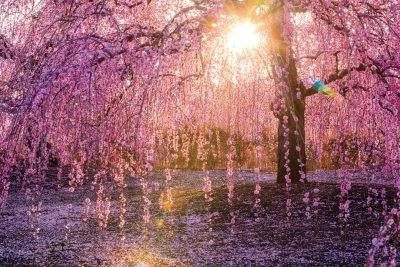 無料壁紙 逆光で輝く枝垂れ梅。PCとデスクトップ壁紙に最適な4K高画質の無料壁紙。三重県鈴鹿市の鈴鹿の森庭園で撮影したフリー写真素材