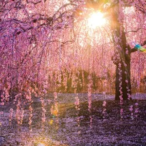 無料壁紙 逆光で輝く枝垂れ梅。PCとデスクトップ壁紙に最適な4K高画質の無料壁紙。三重県鈴鹿市の鈴鹿の森庭園で撮影したフリー写真素材