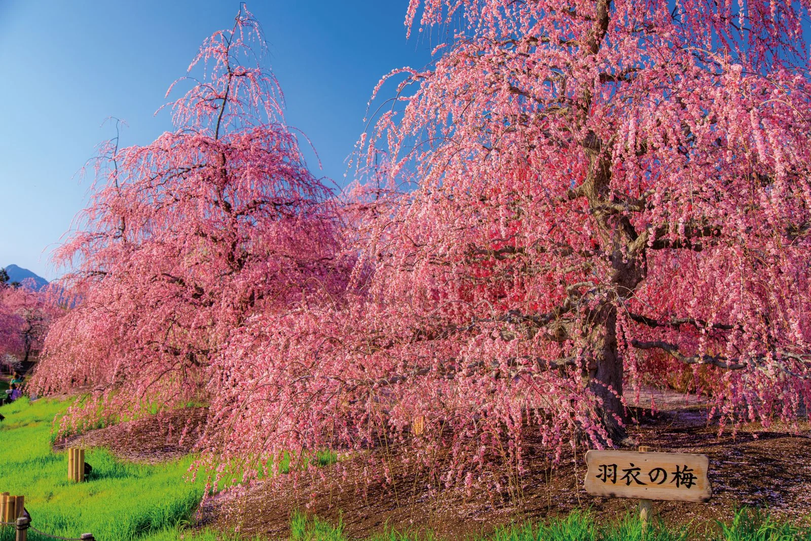 無料壁紙 羽衣の梅。PCとデスクトップ壁紙に最適な4K高画質の無料壁紙。三重県鈴鹿市の鈴鹿の森庭園で撮影したフリー写真素材