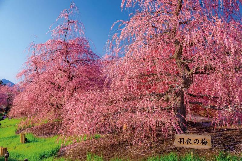 無料壁紙 羽衣の梅。PCとデスクトップ壁紙に最適な4K高画質の無料壁紙。三重県鈴鹿市の鈴鹿の森庭園で撮影したフリー写真素材