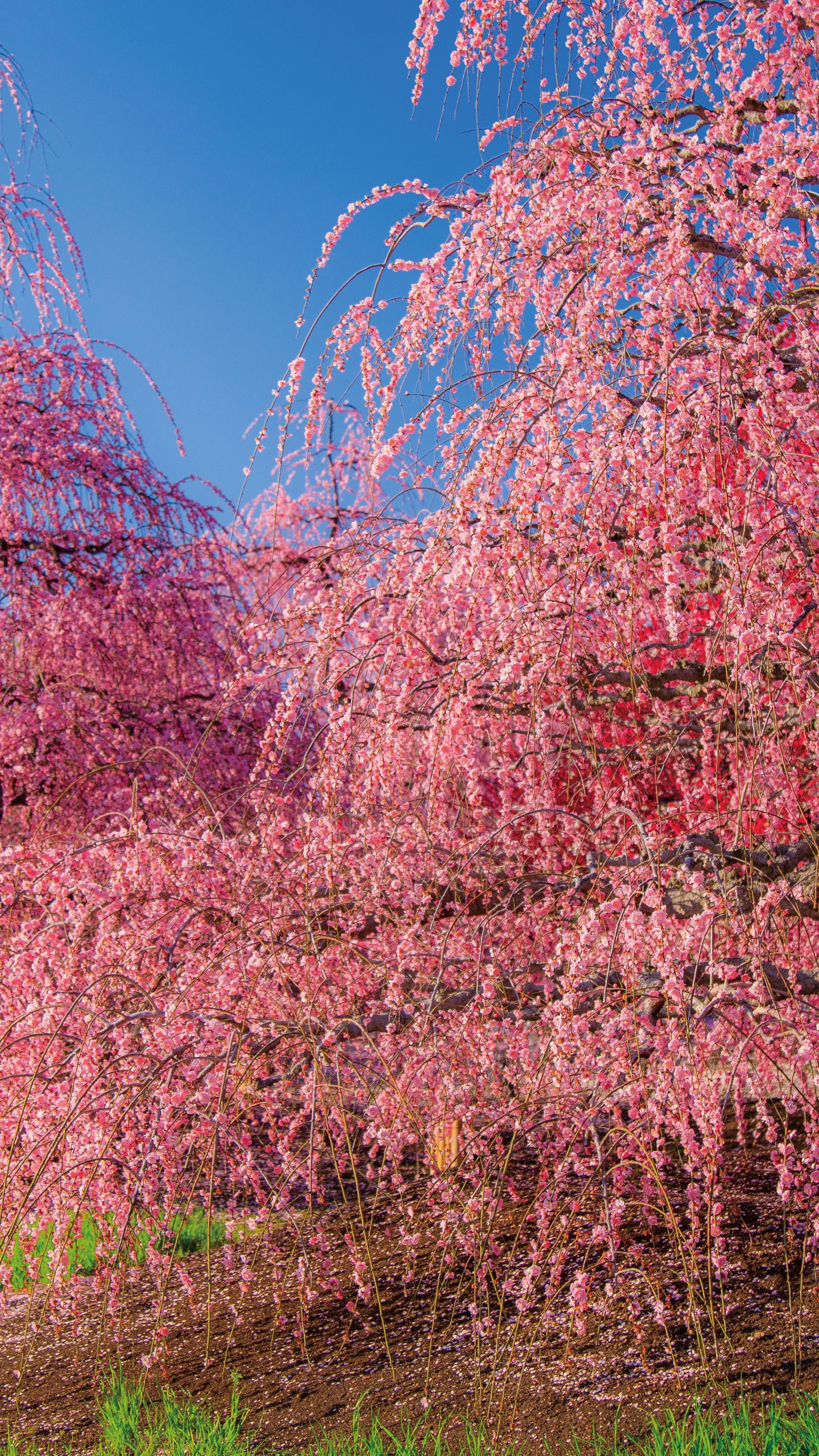 羽衣の梅(三重県鈴鹿市・鈴鹿の森庭園)