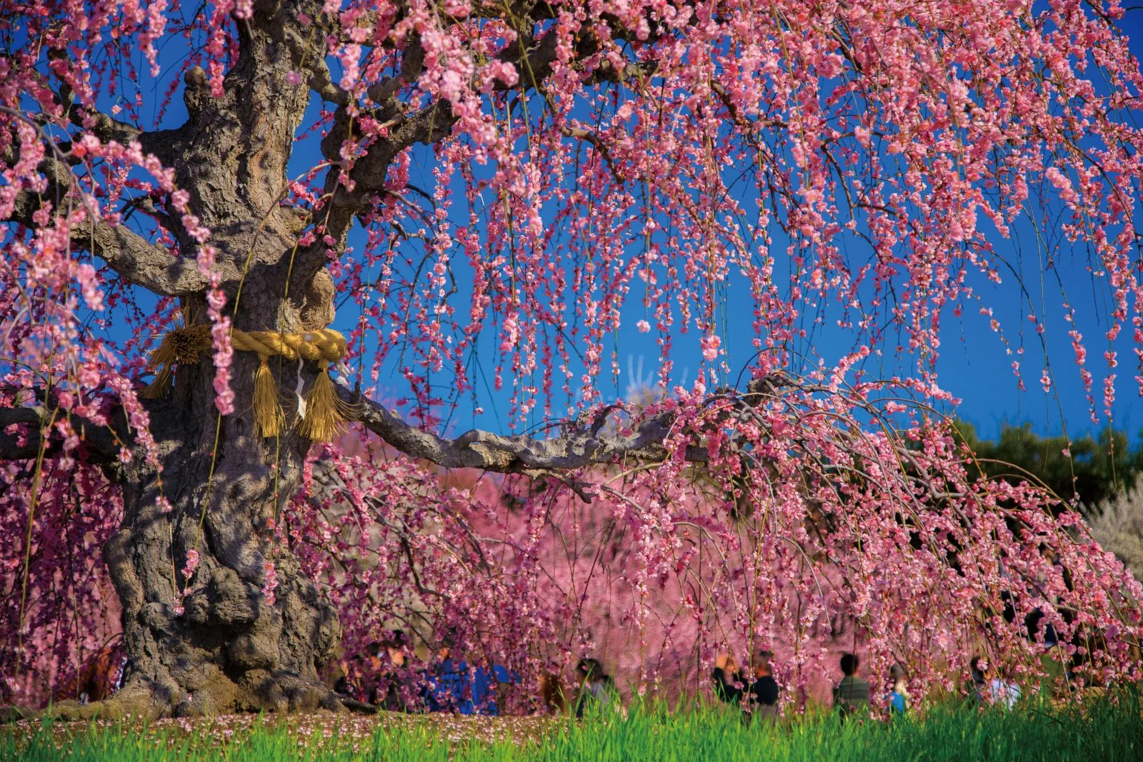 無料壁紙 力強い幹。PCとデスクトップ壁紙に最適な4K高画質の無料壁紙。三重県鈴鹿市の鈴鹿の森庭園で撮影したフリー写真素材