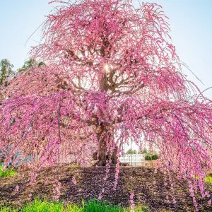 無料壁紙 神々しい枝垂れ梅。PCとデスクトップ壁紙に最適な4K高画質の無料壁紙。三重県鈴鹿市の鈴鹿の森庭園で撮影したフリー写真素材