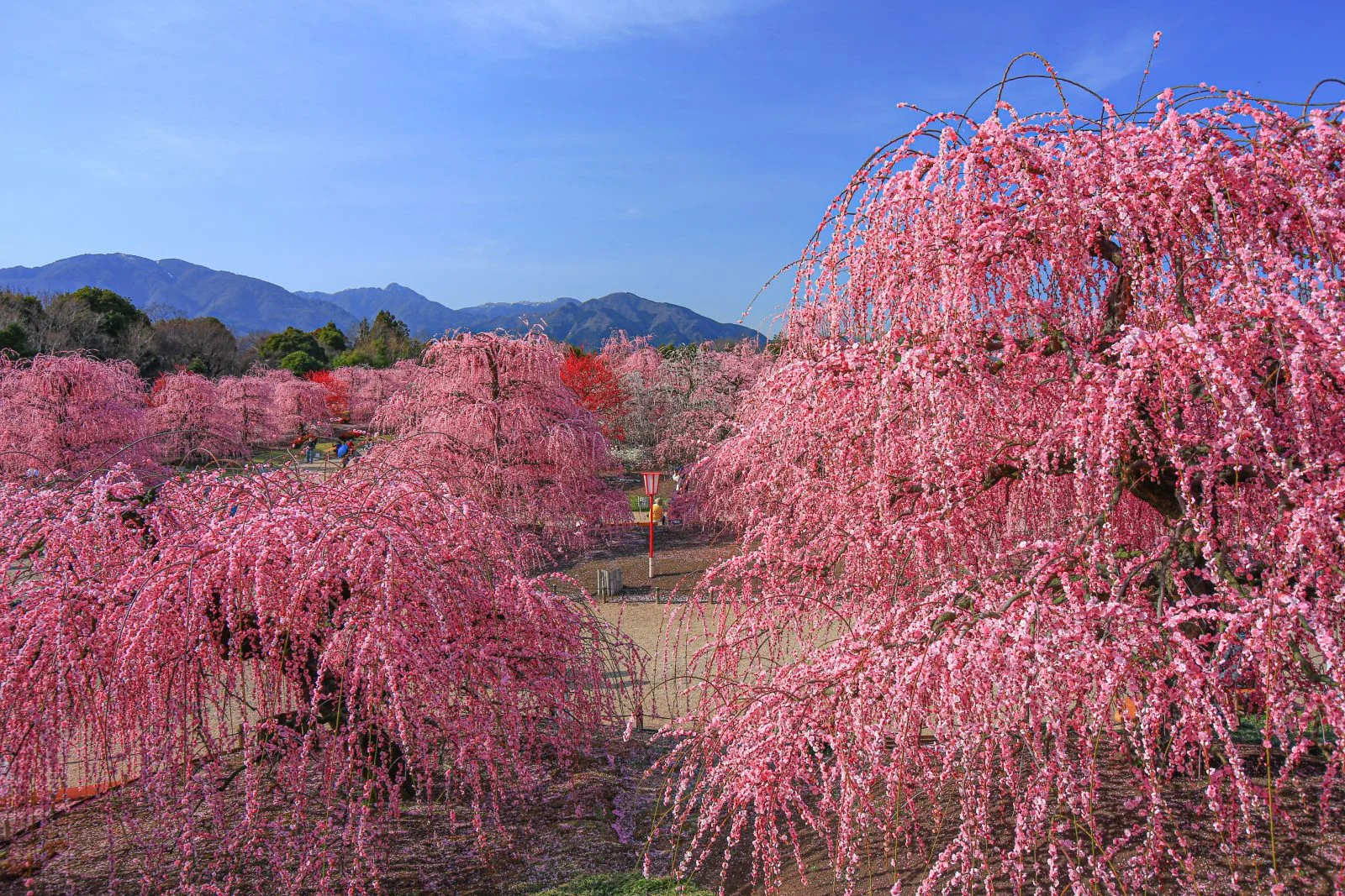 無料壁紙 見晴台からの眺め（ズーム）。PCとデスクトップ壁紙に最適な4K高画質の無料壁紙。三重県鈴鹿市の鈴鹿の森庭園で撮影したフリー写真素材