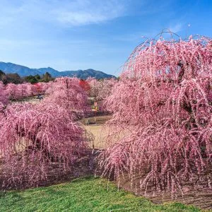 鈴鹿の森庭園のフリー写真素材
