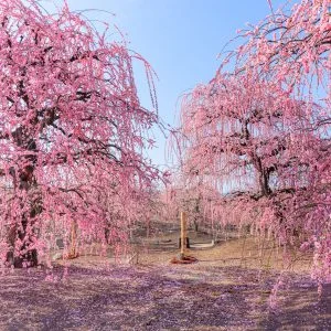 無料壁紙 梅の咲き乱れ。PCとデスクトップ壁紙に最適な4K高画質の無料壁紙。三重県鈴鹿市の鈴鹿の森庭園で撮影したフリー写真素材