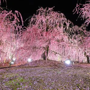 無料壁紙 しだれ梅の圧巻ライトアップ。PCとデスクトップ壁紙に最適な4K高画質の無料壁紙。三重県鈴鹿市の鈴鹿の森庭園で撮影したフリー写真素材