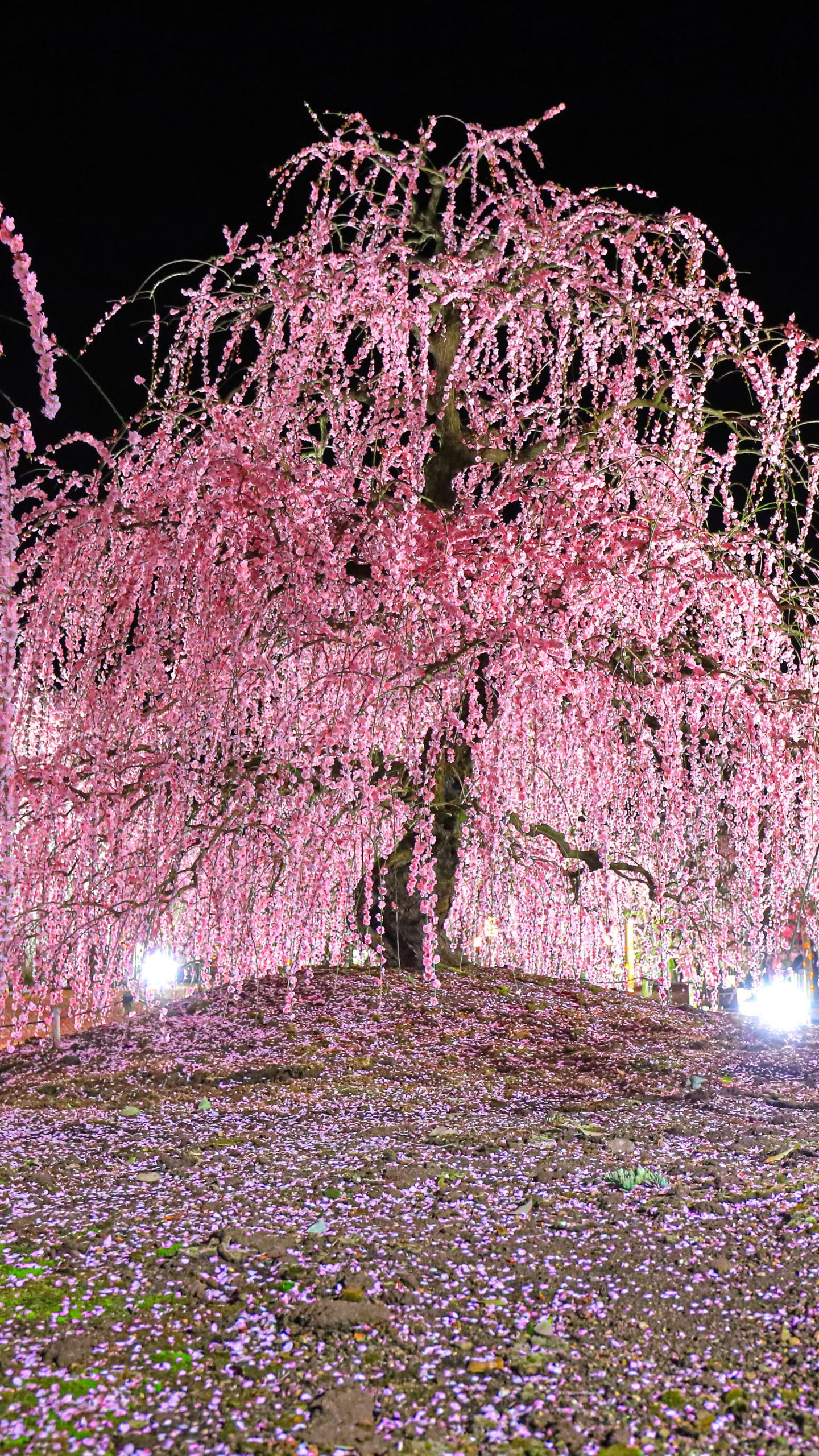 しだれ梅の圧巻ライトアップ(三重県鈴鹿市・鈴鹿の森庭園)