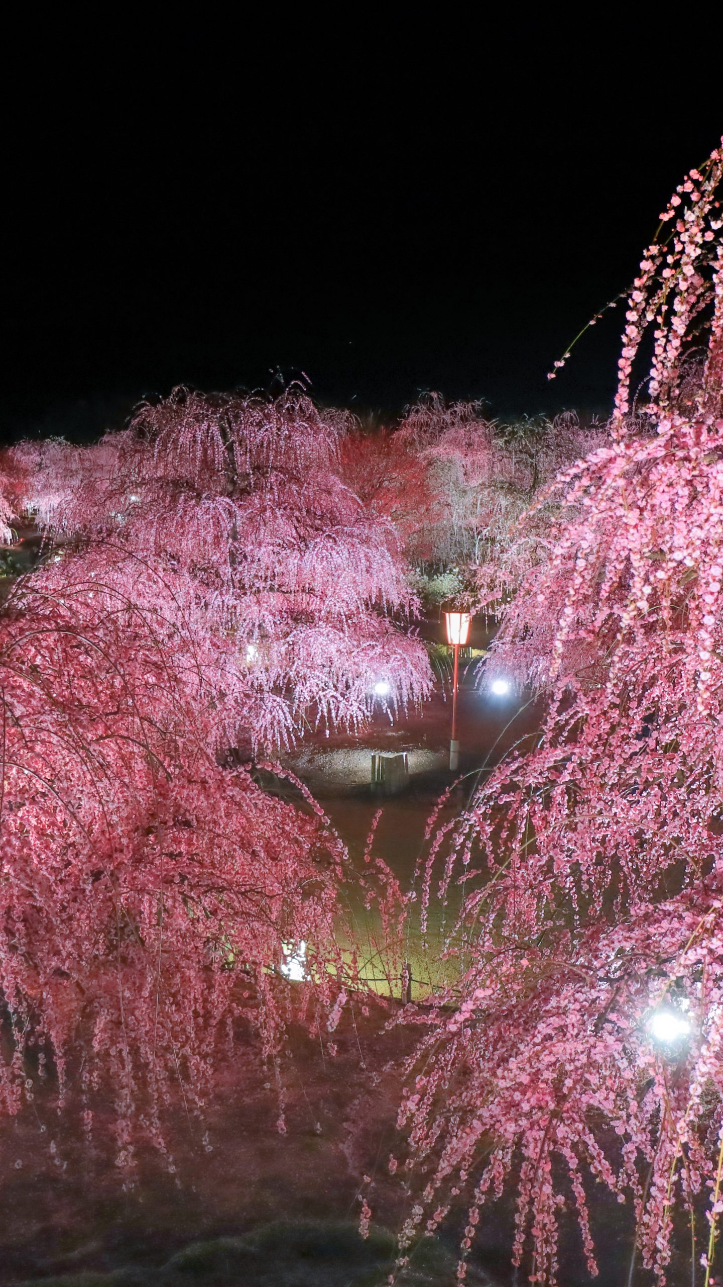 梅のライトアップ(三重県鈴鹿市・鈴鹿の森庭園)
