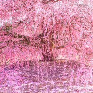 無料壁紙 梅のファンタジー。PCとデスクトップ壁紙に最適な4K高画質の無料壁紙。三重県鈴鹿市の鈴鹿の森庭園で撮影したフリー写真素材