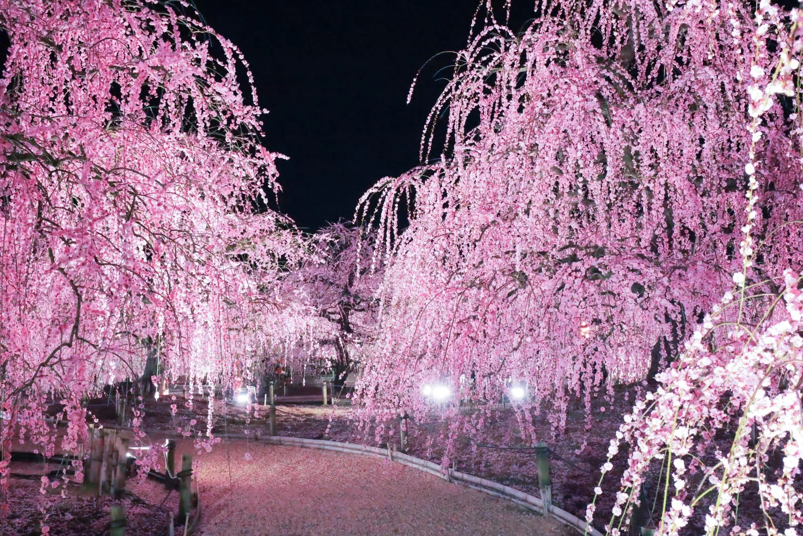 無料壁紙 夜の梅三昧。PCとデスクトップ壁紙に最適な4K高画質の無料壁紙。三重県鈴鹿市の鈴鹿の森庭園で撮影したフリー写真素材