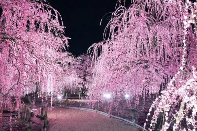 無料壁紙 夜の梅三昧。PCとデスクトップ壁紙に最適な4K高画質の無料壁紙。三重県鈴鹿市の鈴鹿の森庭園で撮影したフリー写真素材