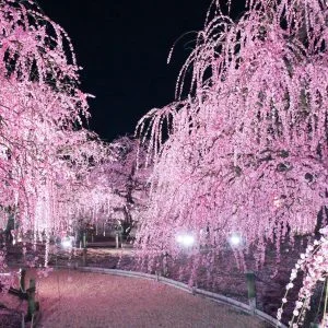 無料壁紙 夜の梅三昧。PCとデスクトップ壁紙に最適な4K高画質の無料壁紙。三重県鈴鹿市の鈴鹿の森庭園で撮影したフリー写真素材