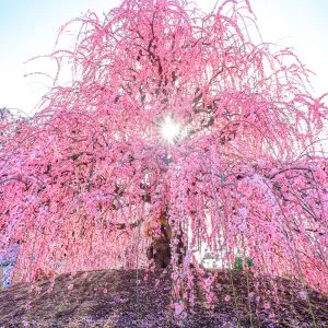 無料壁紙 天の龍。PCとデスクトップ壁紙に最適な4K高画質の無料壁紙。三重県鈴鹿市の鈴鹿の森庭園で撮影したフリー写真素材