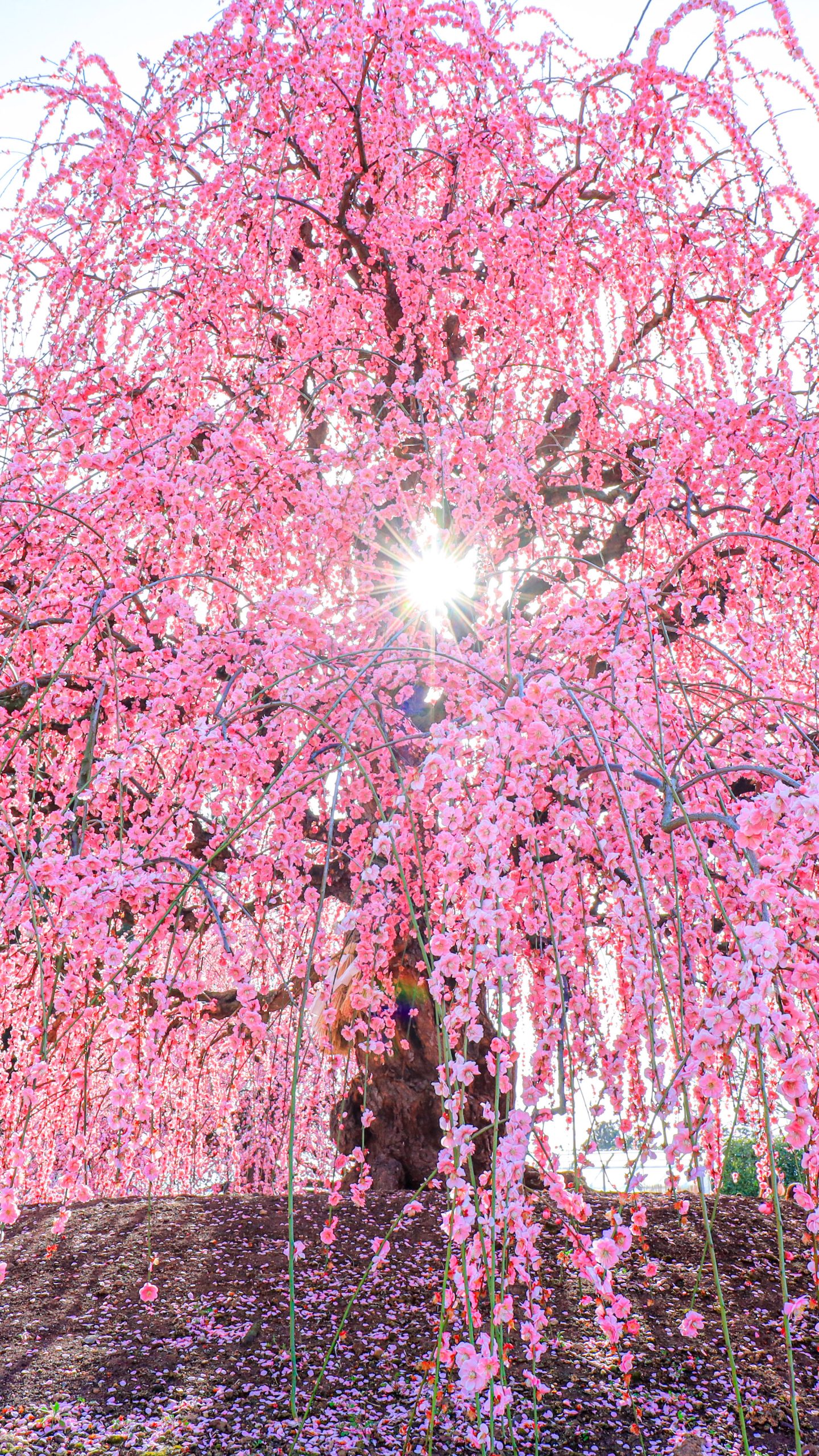 天の龍(三重県鈴鹿市・鈴鹿の森庭園)