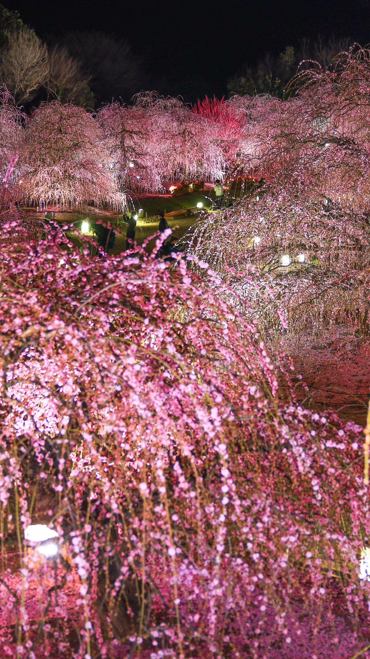 展望台から眺める梅ライトアップ(三重県鈴鹿市・鈴鹿の森庭園)