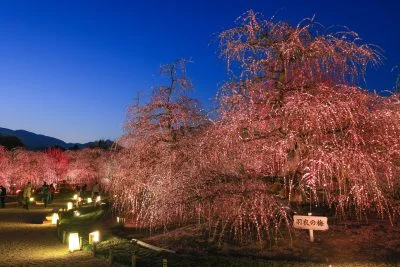 無料壁紙 夕闇と羽衣の梅。PCとデスクトップ壁紙に最適な4K高画質の無料壁紙。三重県鈴鹿市の鈴鹿の森庭園で撮影したフリー写真素材